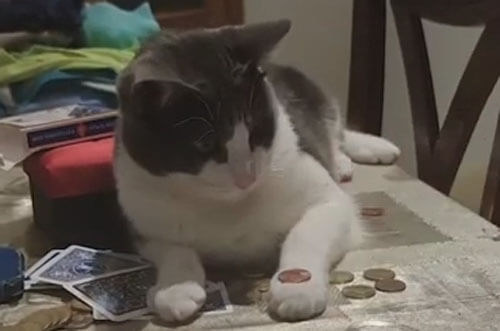 Кот успешно освоил трюк с монеткой, чем обрадовал хозяина