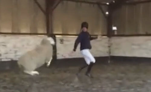 Овца спаслась с бойни и теперь осваивает танцы в школе верховой езды
