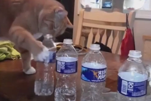 Кот не успокоился, пока не опрокинул все бутылки