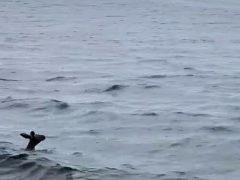 Чуть не утонувшего кенгуру успешно отбуксировали к берегу