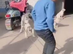 Собака помогает детям играть в резиночку