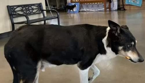 Надолго пропавший пёс был обнаружен в приюте для животных