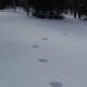 Многие уверены, что странные следы на снегу оставлены бигфутом