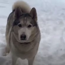 Хаски не хочет заходить в дом и готов об этом заявить