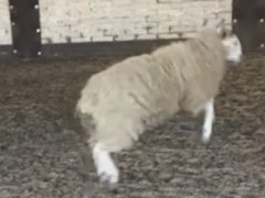 Овца спаслась с бойни и теперь осваивает танцы в школе верховой езды
