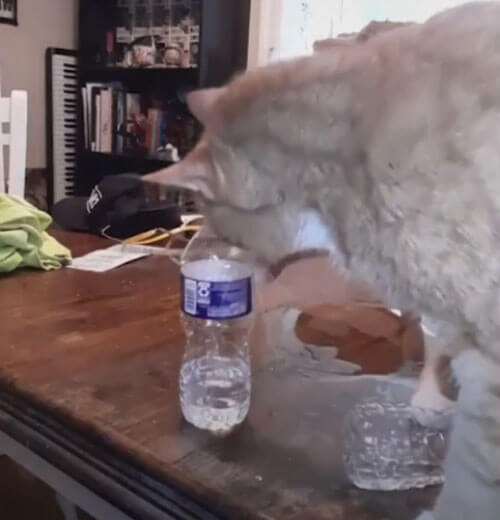 Кот не успокоился, пока не опрокинул все бутылки