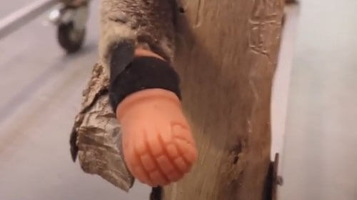 Коала, родившаяся без лапы, теперь может лазать по деревьям благодаря протезу