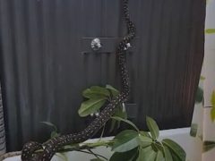 Змея не только проникла в ванную, но и сломала комнатное растение