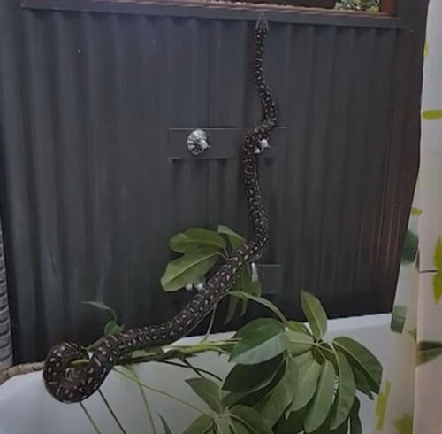 Змея не только проникла в ванную, но и сломала комнатное растение