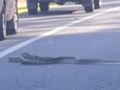 Объевшаяся змея застопорила движение на дороге