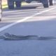 Объевшаяся змея застопорила движение на дороге