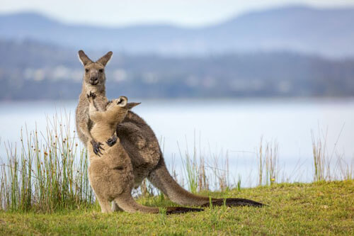 Мама-кенгуру, нежно обнимающая детёныша, тронула сердца людей