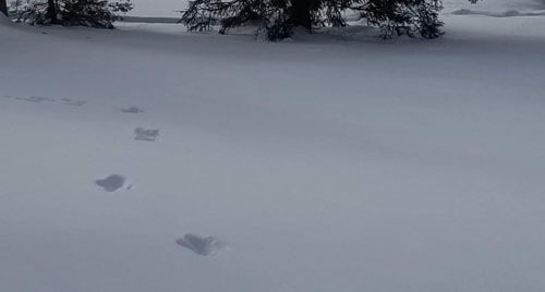 Многие уверены, что странные следы на снегу оставлены бигфутом