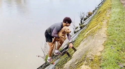 Пёс, свалившийся в реку, был спасён усилиями неравнодушного бегуна
