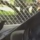 Птица попыталась покорить крышу машины, но вместо этого попала на аттракцион