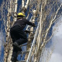 Кошка, просидевшая несколько дней на дереве, была спасена пожарными