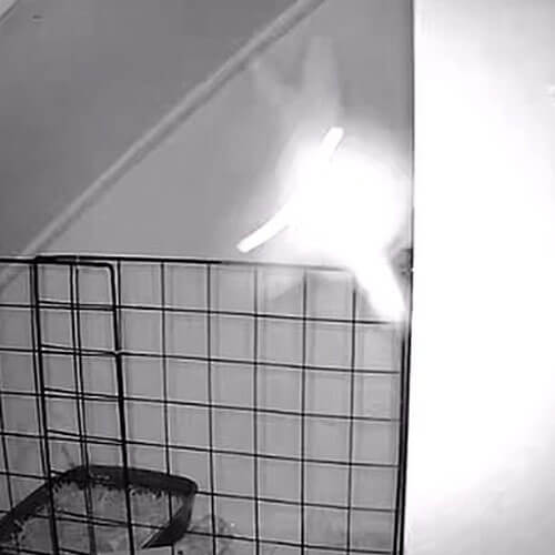 Чтобы сбежать из клетки, крольчиха научилась невероятно высоко прыгать
