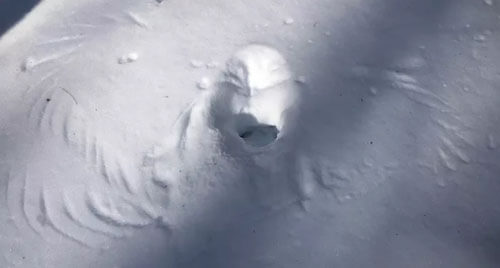 Странный отпечаток в снегу был сделан охотящейся совой