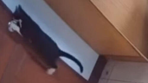 Чтобы выйти из комнаты, кошка научилась пользоваться дверной ручкой