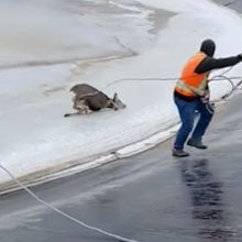 Оленя пришлось заарканить и только потом спасать