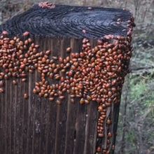 Божьи коровки объединились в очень большую компанию