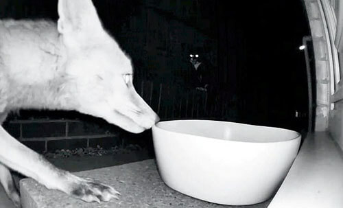 Лиса не смогла утолить голод из-за злобной кошки