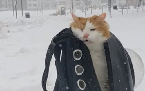 Кот не пожелал гулять из-за снежной погоды