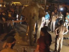 Слона удалили из населённого пункта с помощью транквилизаторов и крана