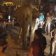 Слона удалили из населённого пункта с помощью транквилизаторов и крана