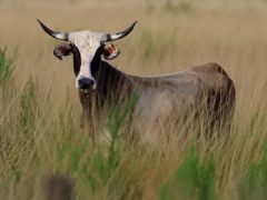 Власти обеспокоены насильственной смертью коров