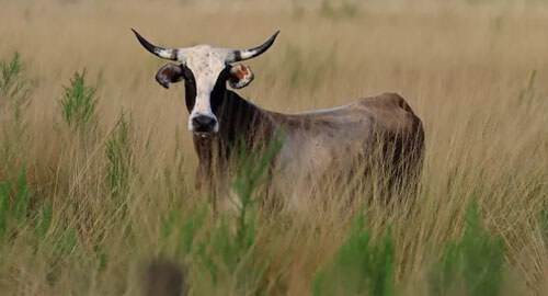 Власти обеспокоены насильственной смертью коров