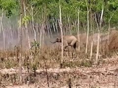 Слонёнок не давал ветеринарам приблизиться к своей больной матери
