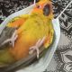 Владелец попугая сделал из защитной маски колыбель для любимца