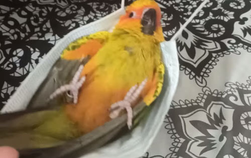 Владелец попугая сделал из защитной маски колыбель для любимца