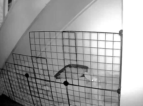 Чтобы сбежать из клетки, крольчиха научилась невероятно высоко прыгать