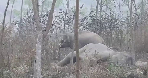Слонёнок не давал ветеринарам приблизиться к своей больной матери