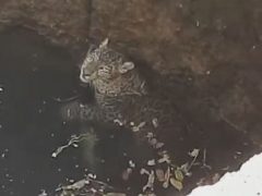 Леопард упал в глубокий колодец, но был спасён