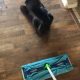 Кошка мешает хозяевам заниматься уборкой