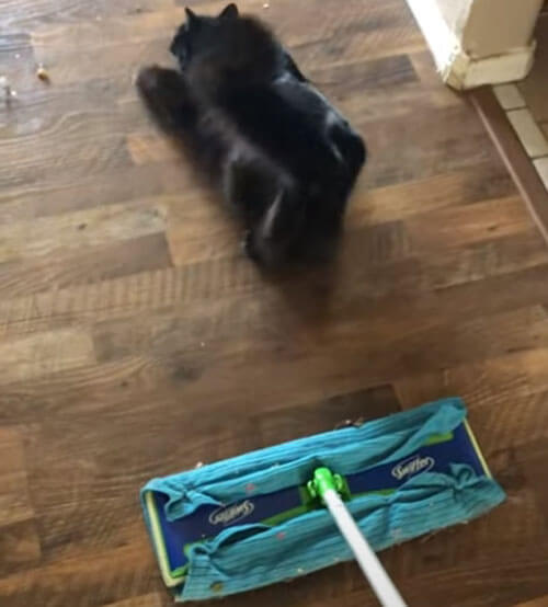 Кошка мешает хозяевам заниматься уборкой