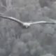 Запущенный в воздух дрон подвергся нападению орла