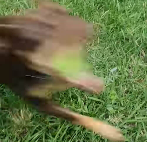 Собака готова схватить мячик со скоростью света