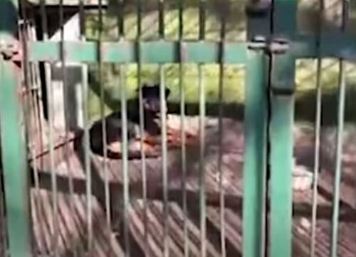 Зоопарк показал посетителям собаку вместо волка