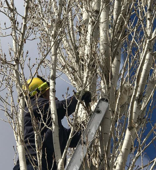 Кошка, просидевшая несколько дней на дереве, была спасена пожарными