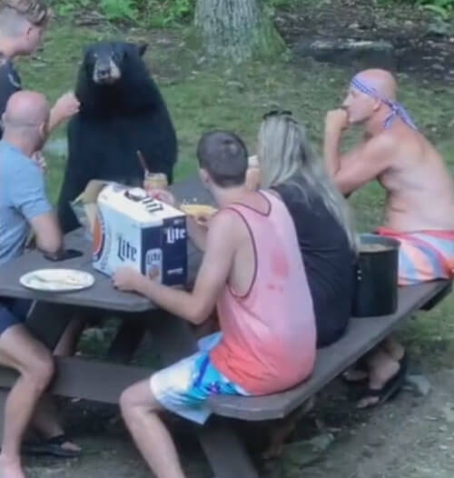 Медведь присоединился к семейному пикнику
