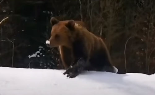 Медведь пустился в погоню за лыжниками