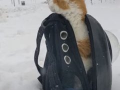 Кот не пожелал гулять из-за снежной погоды