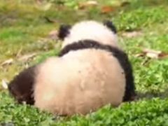 Панда отлично знает как поднять настроение и себе, и окружающим