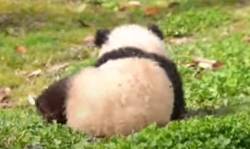 Панда отлично знает как поднять настроение и себе, и окружающим