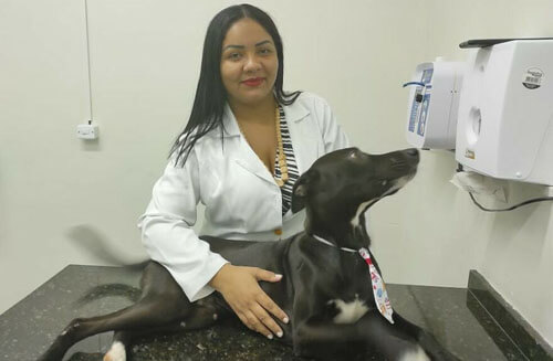 Бродячий пёс решил изменить свою жизнь к лучшему и забрёл в ветеринарную клинику