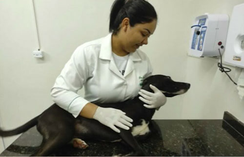 Бродячий пёс решил изменить свою жизнь к лучшему и забрёл в ветеринарную клинику